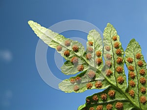 Fern and Spore photo