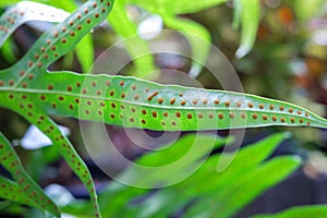 Fern spore on green leaf