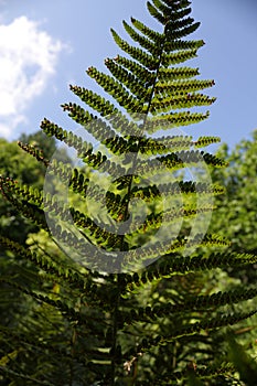 Fern with spore