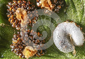 Fern spores photo