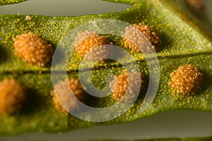 Fern spores and sporangia
