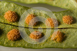Fern spores and sporangia