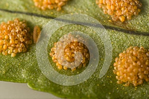 Fern spores and sporangia