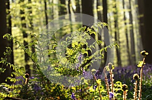 Fern in spring forest sunlight