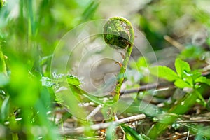 Fern sprout close up.