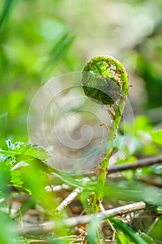 Fern sprout close up, vertical.