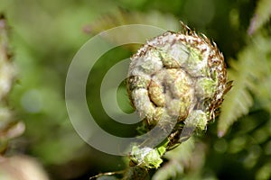 Fern stem