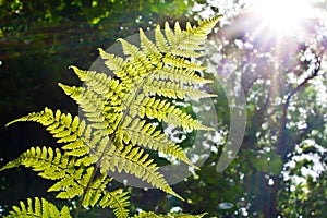 Fern in sunlight