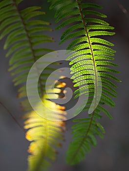 Fern in sunlight