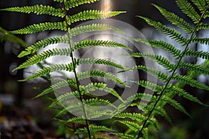 Fern on a sunny day