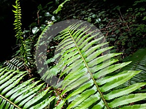 Fern-Tastic photo