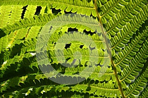 Fern texture