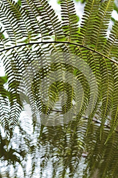 Fern to the light