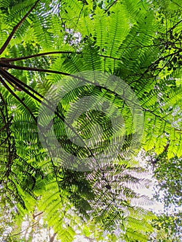Fern tree branches in a forest