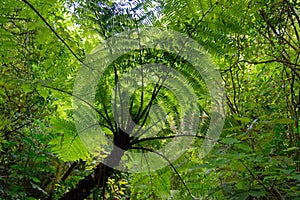 A fern tree in a forest in New Zealand