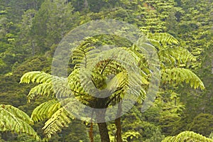 Fern Tree jungle, New Zealand