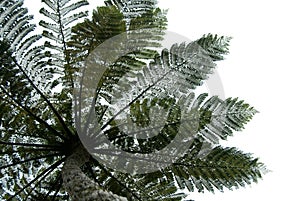 Fern tree leaves