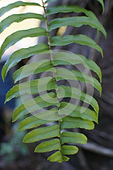 Fern tree leaves 7