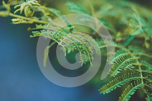 Fern tree leaves with clear blue background