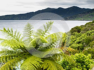 Fern tree Marlborough Sounds landscape New Zealand