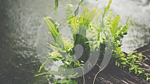 Fern growth on wood with water in a garden