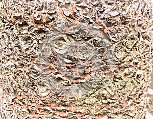 fern tree surface texture