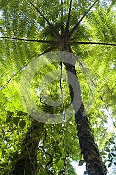 Fern trees contribute to the canopy of the Monteverde Cloud Fore