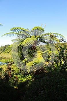 fern trees, tropical forest rare plant, with blue sky background photo image