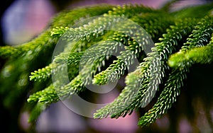 Fern with true colors of Nature