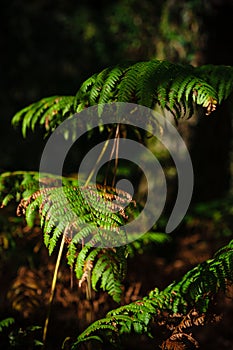 fern turning brown in the autumn