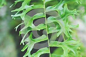 Fishtail Swordfern photo