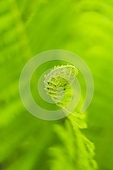 Fern uncurling against soft green background