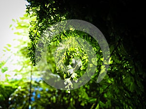 Fern under sunlight. Taken along the footpath towards Liffey Falls in Tasmania