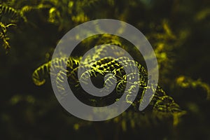 Fern under sunshine in the forest