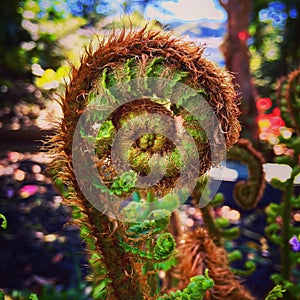 Fern unfurling