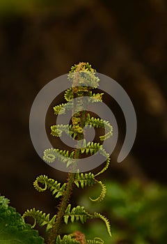 Fern unfurling