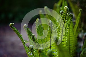 Fern unrolling the green fronds in the dark forest in spring, metaphor for beginnings and togetherness, copy space, selected focus