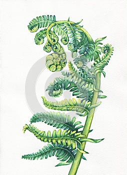 A fern unrolling a young frond. Polypodiopsida. Hand drawn watercolor painting.