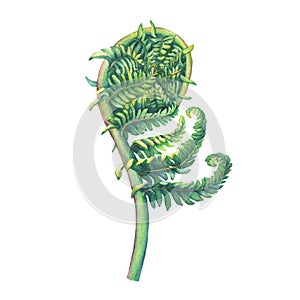 A fern unrolling a young frond. Polypodiopsida. Hand drawn watercolor painting.