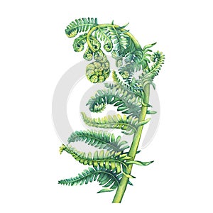 A fern unrolling a young frond. Polypodiopsida. Hand drawn watercolor painting. photo