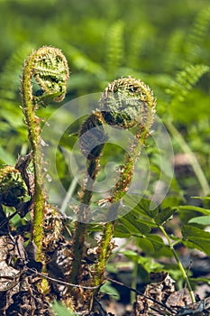 A fern unrolling a young frond
