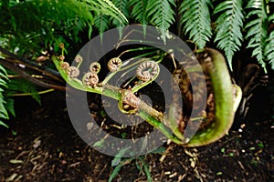 Fern unrolling young fronds