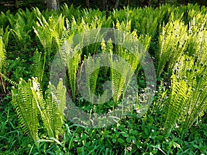 Fern up to 120 cm high with large sword shaped leaves arranged in a funnel shaped rosette. upright fans of fresh green leaves.