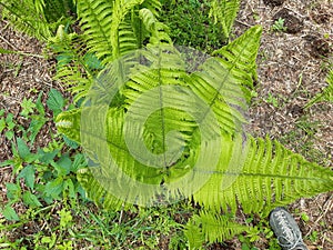 Fern up to 120 cm high with large sword shaped leaves arranged in a funnel shaped rosette. upright fans of fresh green leaves.