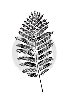 Fern vector leaf
