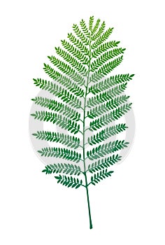 Fern vector leaf