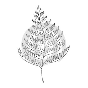 Fern vector sketch outline illustration. Forest leaf greenery background