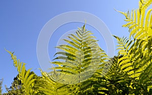 Fern verdant twig leaves on background of blue sky