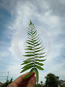 This fern was taken round my home, i just wanna show the beauty sky mix with green fern, it& x27;s really nice.