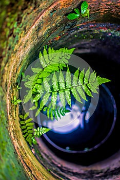 Fern in water well